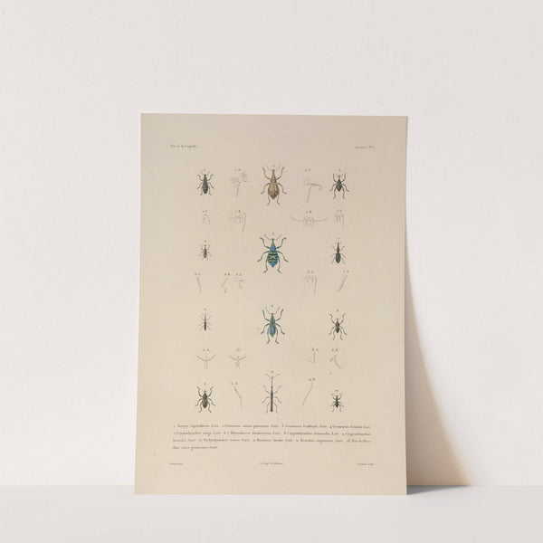 Voyage autour du monde Pl.071 by Louis-Isidore Duperrey