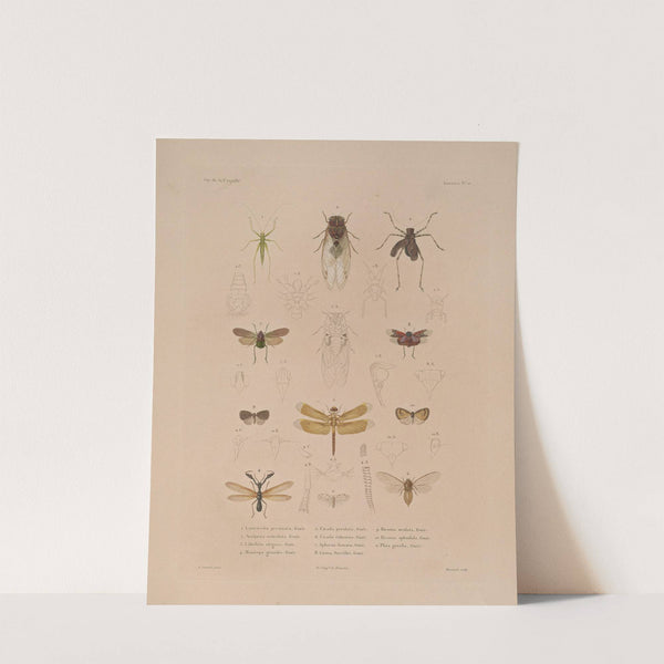 Voyage autour du monde Pl.075 by Louis-Isidore Duperrey