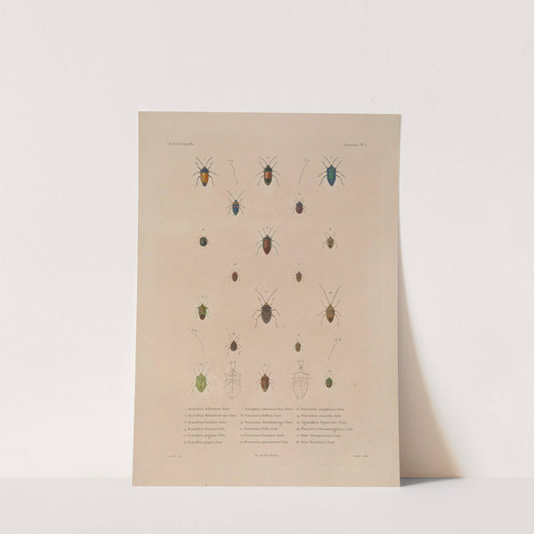 Voyage autour du monde Pl.076 by Louis-Isidore Duperrey