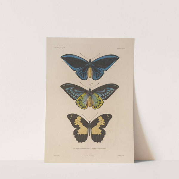 Voyage autour du monde Pl.078 by Louis-Isidore Duperrey