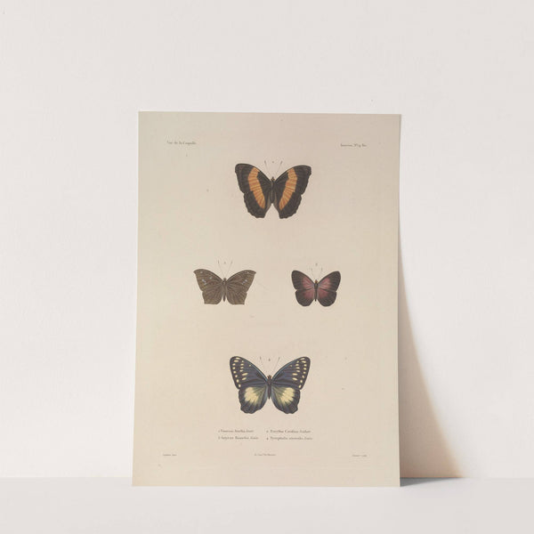 Voyage autour du monde Pl.080 by Louis-Isidore Duperrey