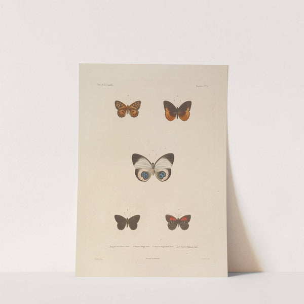 Voyage autour du monde Pl.083 (1825-1830) by Louis-Isidore Duperrey