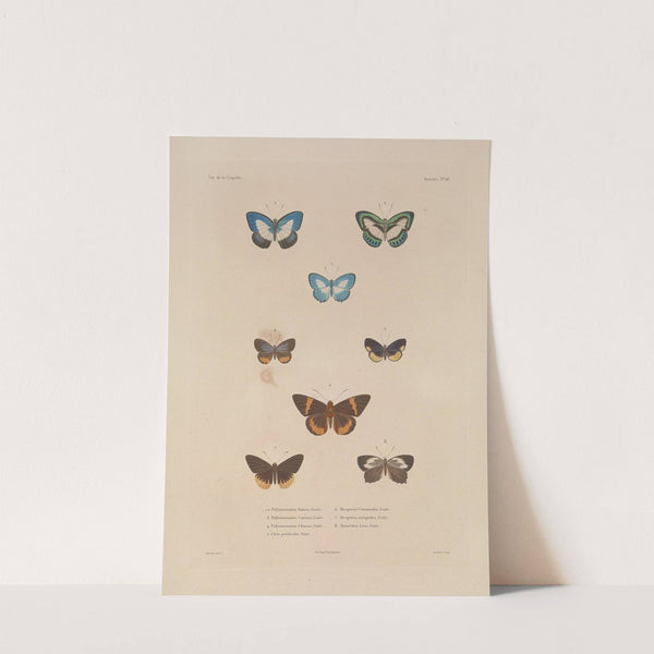 Voyage autour du monde Pl.084 (1825-1830) by Louis-Isidore Duperrey