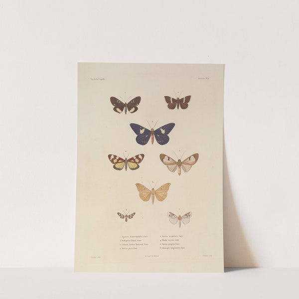 Voyage autour du monde Pl.085 (1825-1830) by Louis-Isidore Duperrey