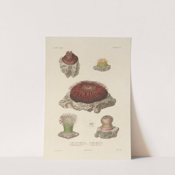 Voyage autour du monde Pl.089 (1825-1830) by Louis-Isidore Duperrey