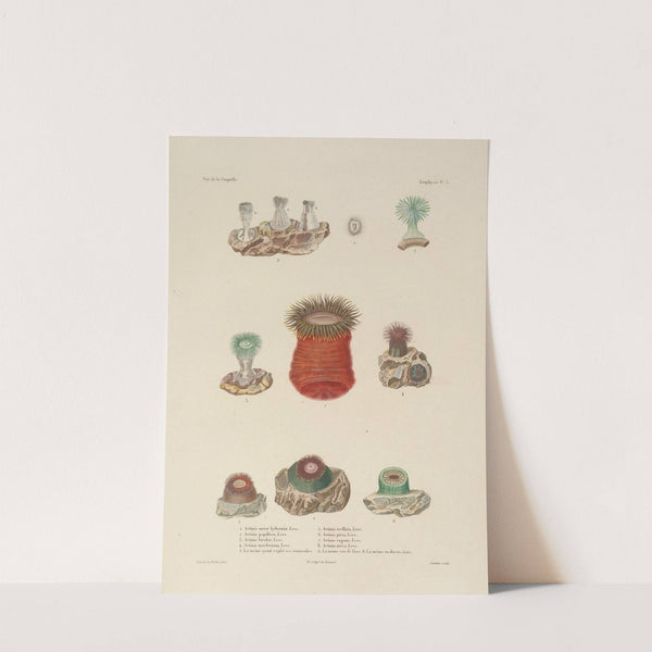 Voyage autour du monde Pl.090 (1825-1830) by Louis-Isidore Duperrey