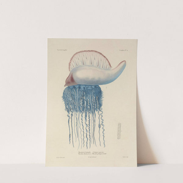 Voyage autour du monde Pl.091 (1825-1830) by Louis-Isidore Duperrey