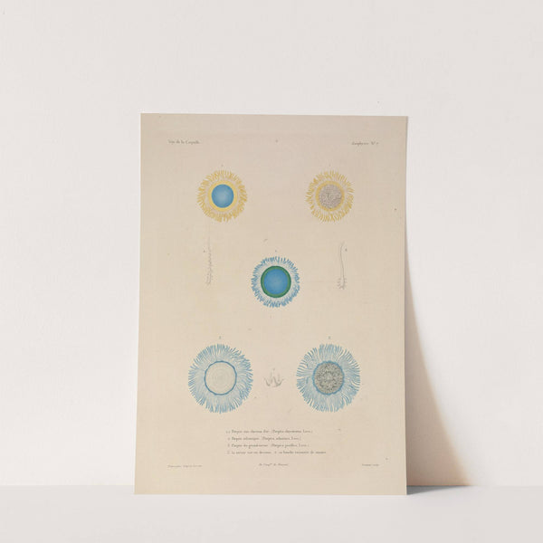 Voyage autour du monde Pl.094 (1825-1830) by Louis-Isidore Duperrey