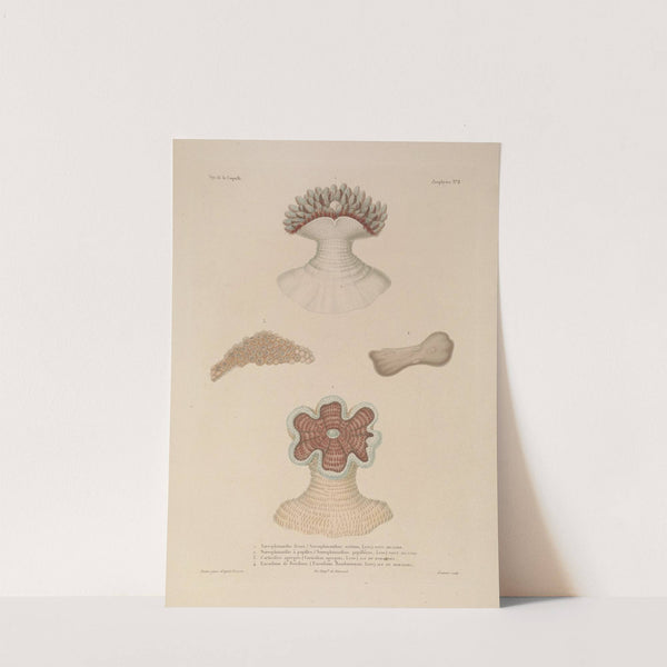 Voyage autour du monde Pl.095 (1825-1830) by Louis-Isidore Duperrey