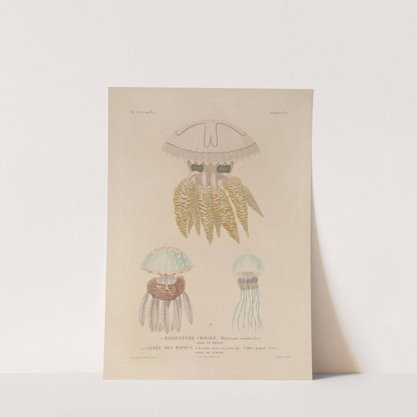 Voyage autour du monde Pl.098 (1825-1830) by Louis-Isidore Duperrey