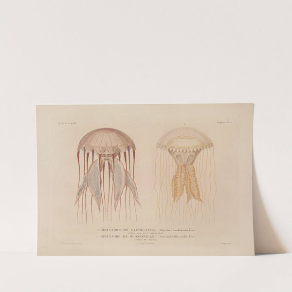 Voyage autour du monde Pl.100 by Louis-Isidore Duperrey