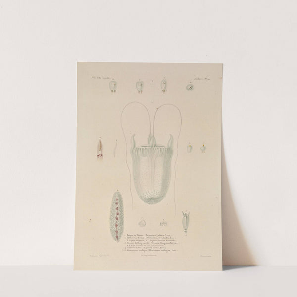 Voyage autour du monde Pl.101 by Louis-Isidore Duperrey