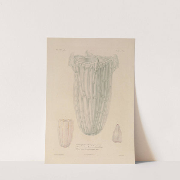 Voyage autour du monde Pl.102 by Louis-Isidore Duperrey