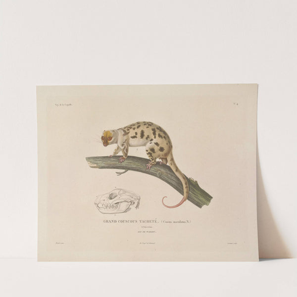 Voyage autour du monde Pl.107 by Louis-Isidore Duperrey