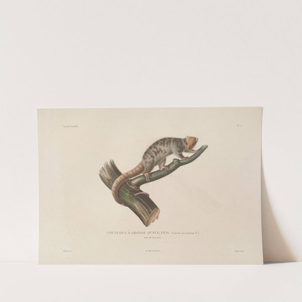 Voyage autour du monde Pl.108 by Louis-Isidore Duperrey