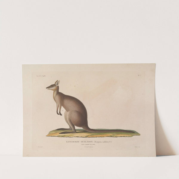 Voyage autour du monde Pl.110 by Louis-Isidore Duperrey