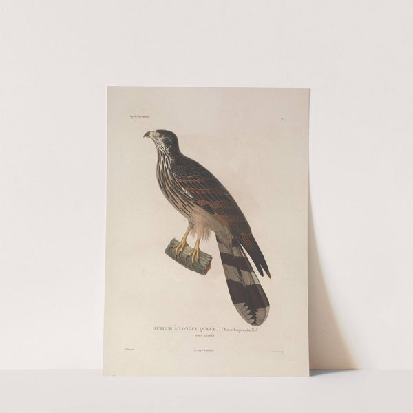 Voyage autour du monde Pl.113 by Louis-Isidore Duperrey