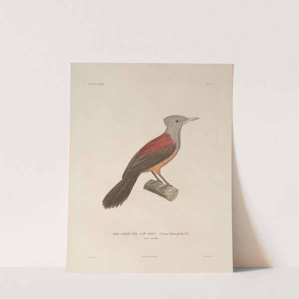 Voyage autour du monde Pl.114 by Louis-Isidore Duperrey