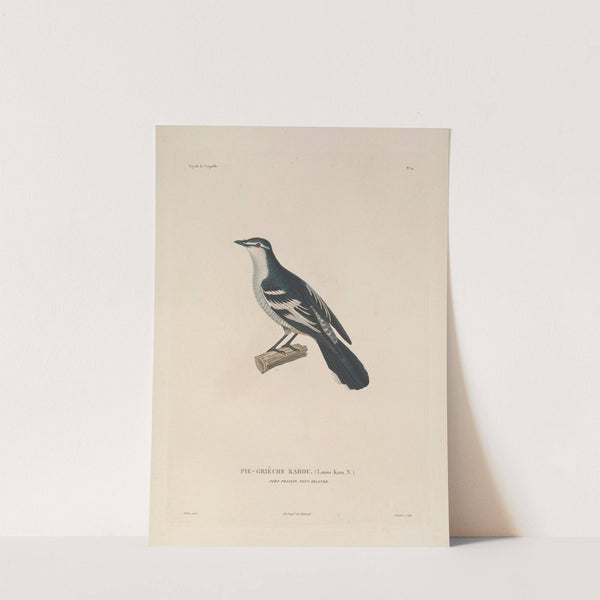 Voyage autour du monde Pl.115 by Louis-Isidore Duperrey