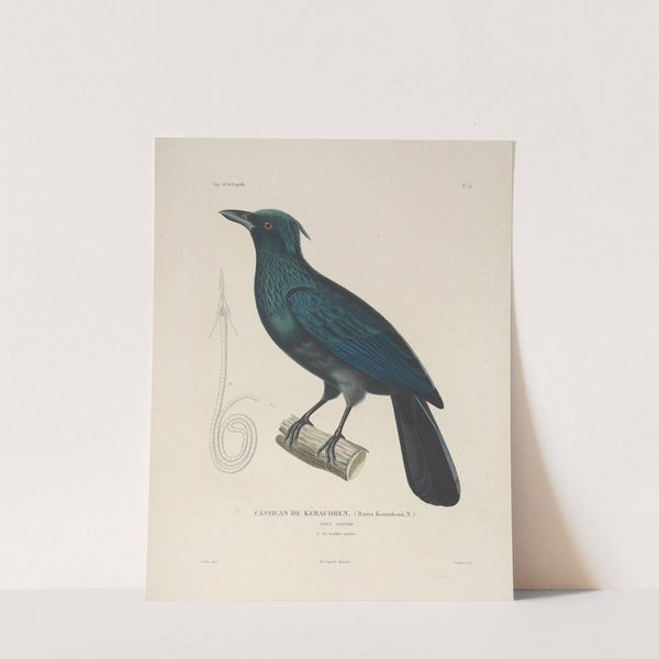 Voyage autour du monde Pl.116 by Louis-Isidore Duperrey