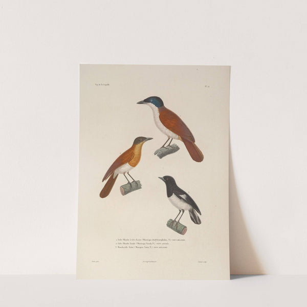 Voyage autour du monde Pl.118 by Louis-Isidore Duperrey