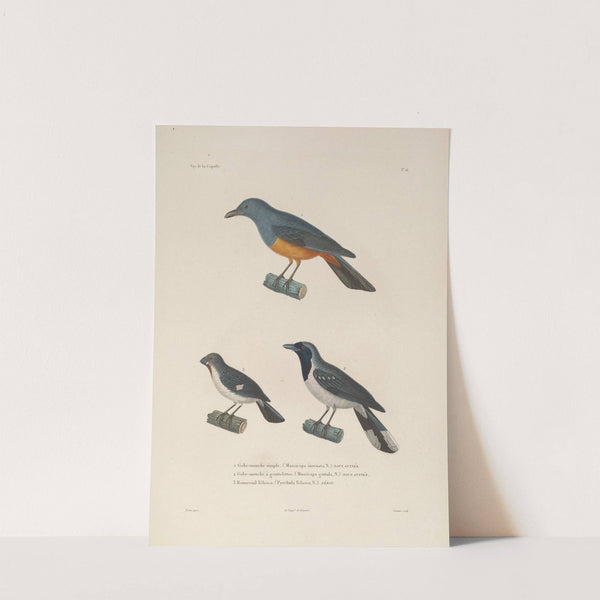 Voyage autour du monde Pl.119 by Louis-Isidore Duperrey