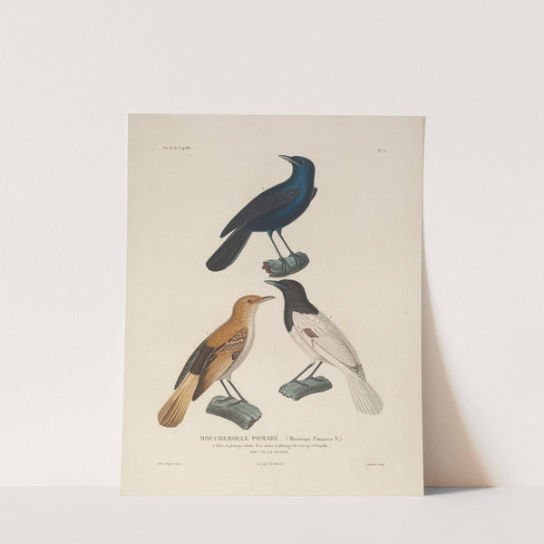 Voyage autour du monde Pl.120 by Louis-Isidore Duperrey