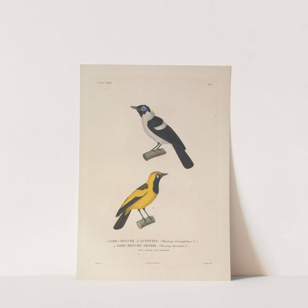 Voyage autour du monde Pl.121 by Louis-Isidore Duperrey