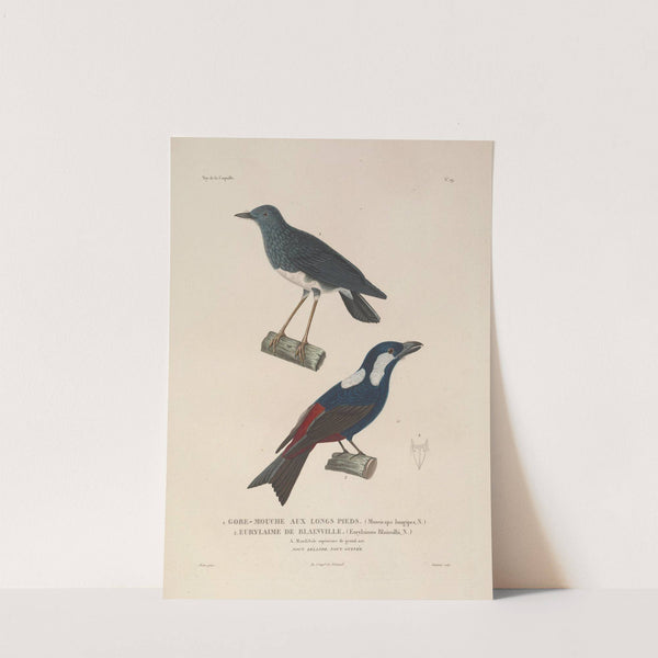 Voyage autour du monde Pl.122 by Louis-Isidore Duperrey