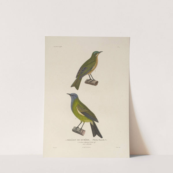 Voyage autour du monde Pl.124 by Louis-Isidore Duperrey