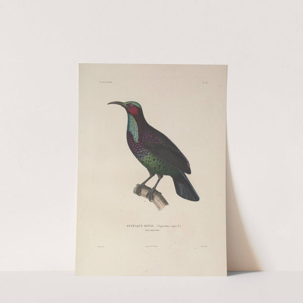 Voyage autour du monde Pl.132 by Louis-Isidore Duperrey