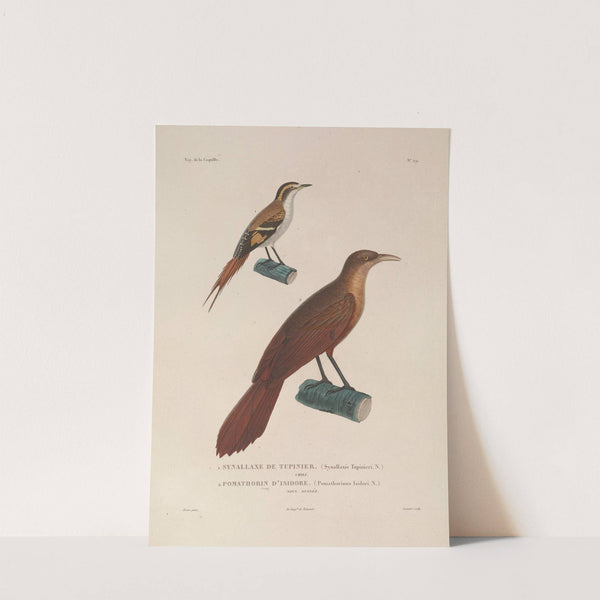 Voyage autour du monde Pl.133 by Louis-Isidore Duperrey