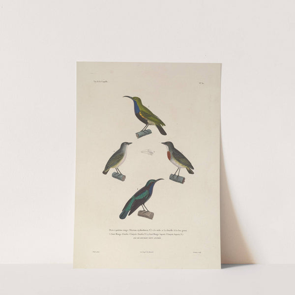 Voyage autour du monde Pl.134 by Louis-Isidore Duperrey