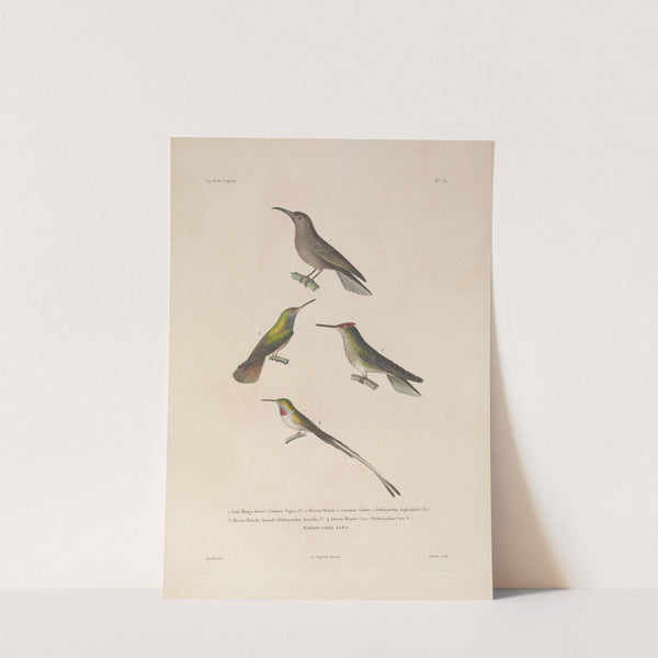 Voyage autour du monde Pl.135 by Louis-Isidore Duperrey