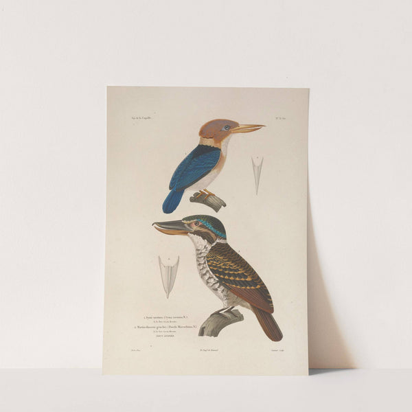 Voyage autour du monde Pl.136 (1825-1830) by Louis-Isidore Duperrey