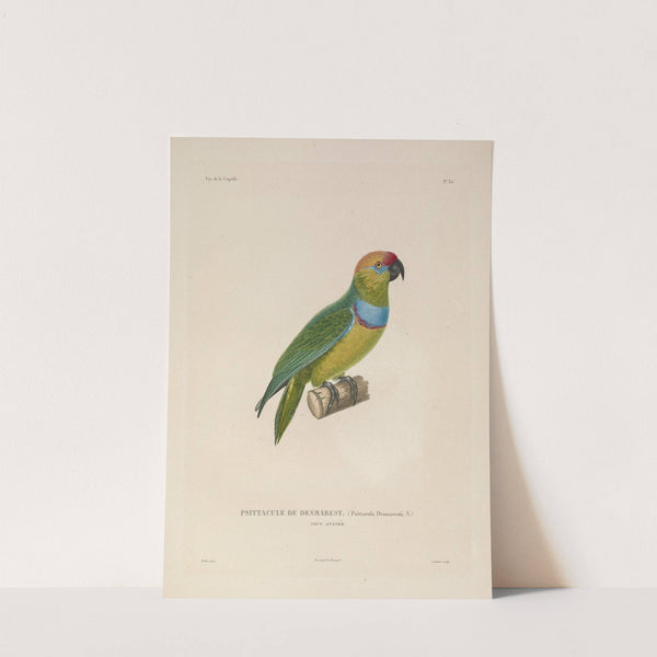 Voyage autour du monde Pl.140 (1825-1830) by Louis-Isidore Duperrey