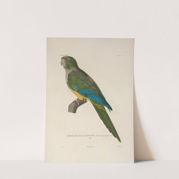 Voyage autour du monde Pl.141 (1825-1830) by Louis-Isidore Duperrey