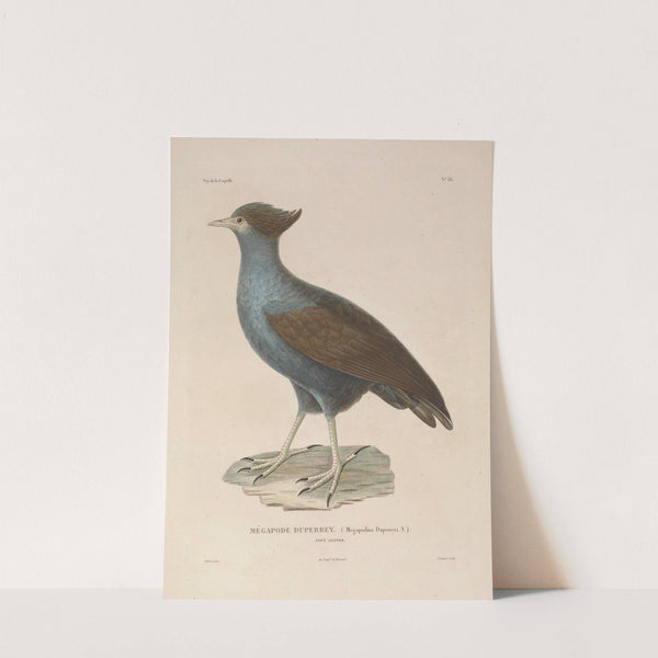 Voyage autour du monde Pl.142 (1825-1830) by Louis-Isidore Duperrey