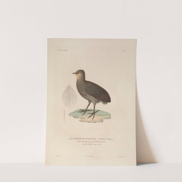 Voyage autour du monde Pl.143 (1825-1830) by Louis-Isidore Duperrey