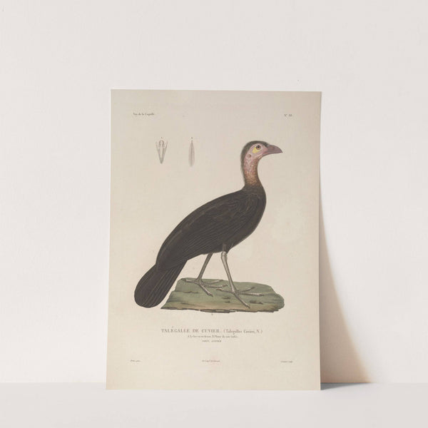 Voyage autour du monde Pl.144 (1825-1830) by Louis-Isidore Duperrey