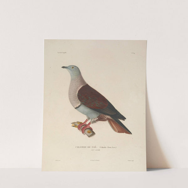 Voyage autour du monde Pl.145 (1825-1830) by Louis-Isidore Duperrey