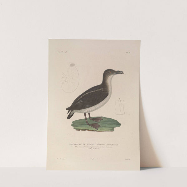 Voyage autour du monde Pl.152 (1825-1830) by Louis-Isidore Duperrey