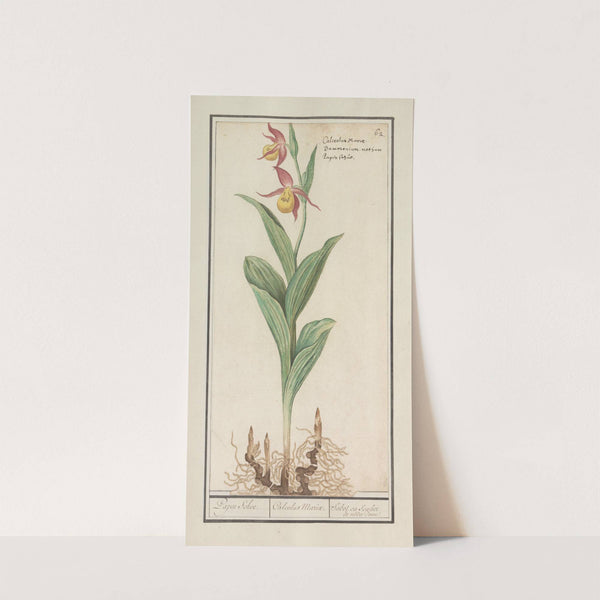 Vrouwenschoentje (Cypripedium calceolus) (1596-1610) by Anselmus Boëtius de Boodt