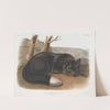Vulpes fulvus, American Black, or Silver Fox. (1845-1848) by John Woodhouse Audubon