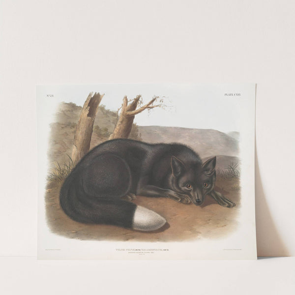 Vulpes fulvus, American Black, or Silver Fox. (1845-1848) by John Woodhouse Audubon