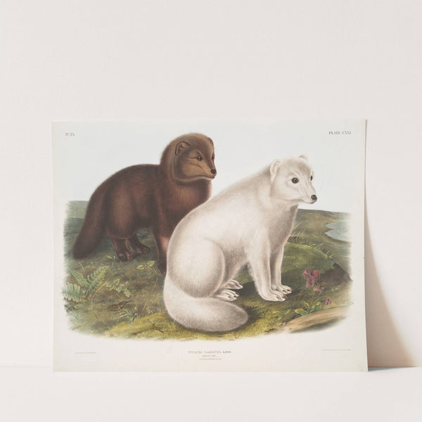 Vulpes lagopus, Arctic Fox. Winter & Summer pelage. (1845-1848) by John Woodhouse Audubon