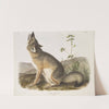 Vulpes velox, Swift Fox. Natural size. Male. (1845-1848) by John Woodhouse Audubon