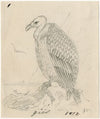 Vulture
