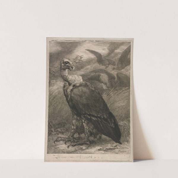 Vulture (1904) by Félix Bracquemond