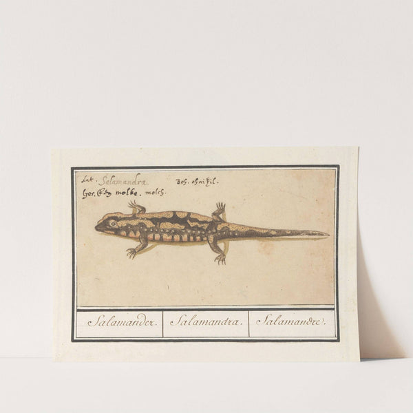 Vuursalamander (Salamandra salamandra) Salamander. Salamandra. Salamandre. (1596-1610) by Anselmus Boëtius de Boodt